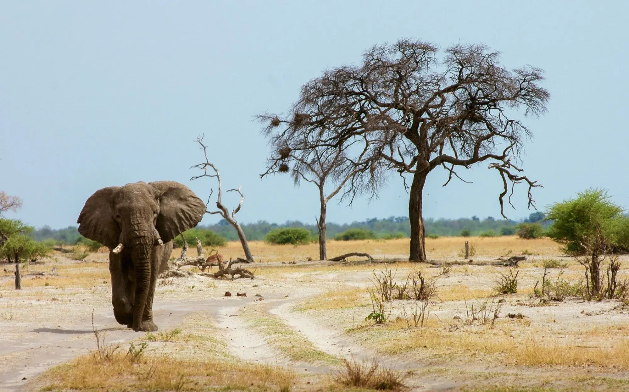 An elephant walking along a sandy track past acacia trees