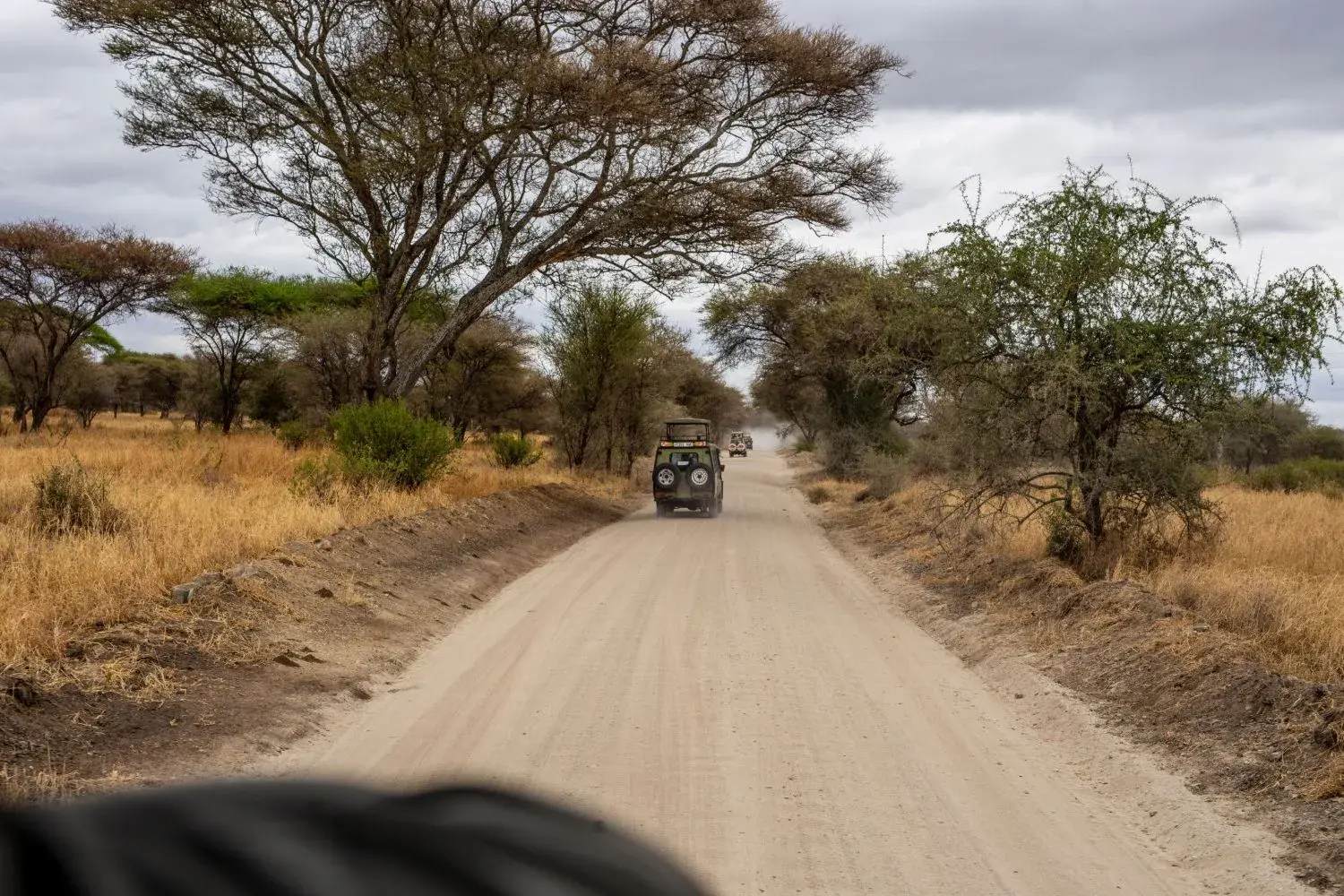 Safari vehicles on a dusty road lined with acacia trees