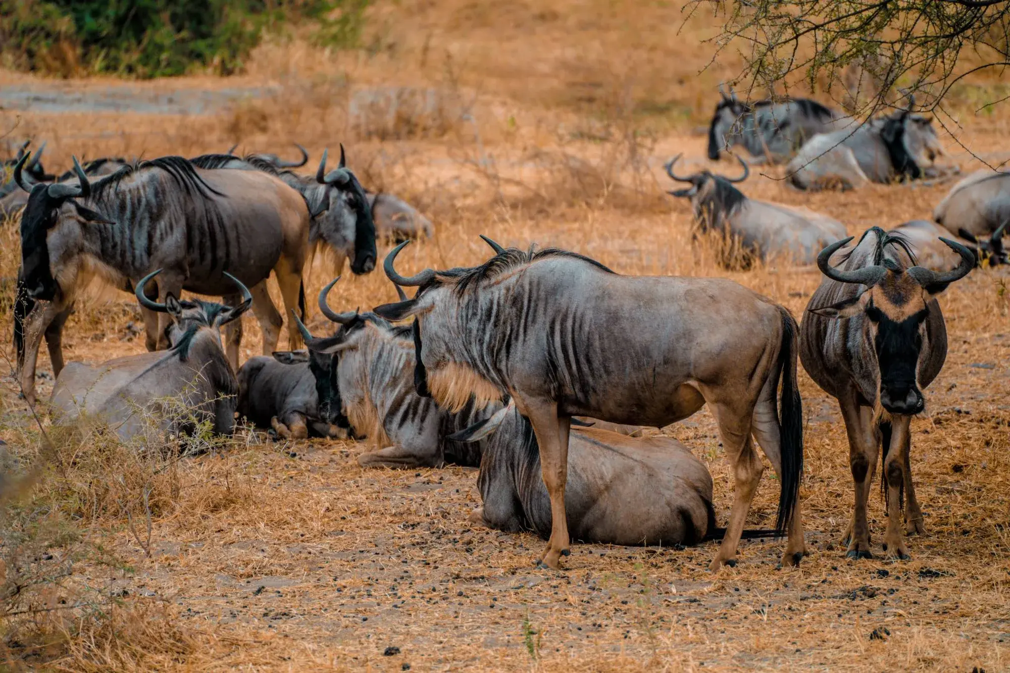 A herd of wildebeest resting on dry golden grass